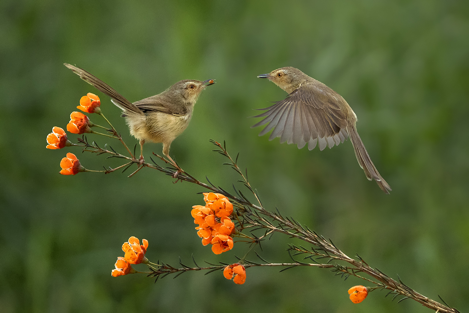 Diana Chan (Hong Kong) One First